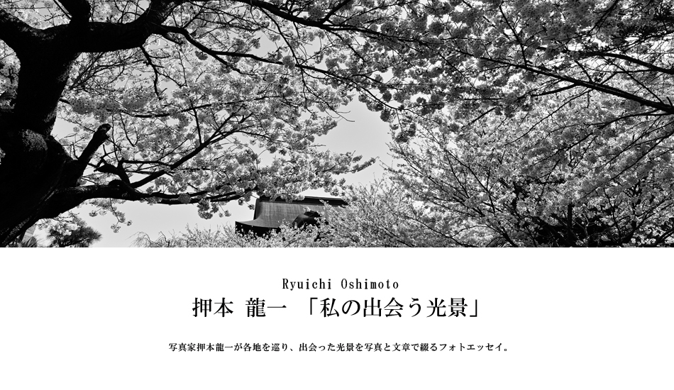 第200回：桜咲く鎌倉