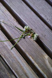 近くのベンチにおかれていた小さなお花をパチリ。
