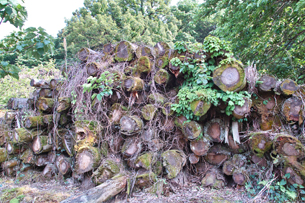 間伐用に切られた木材に苔やツタが生え、経た年月を感じさせます。